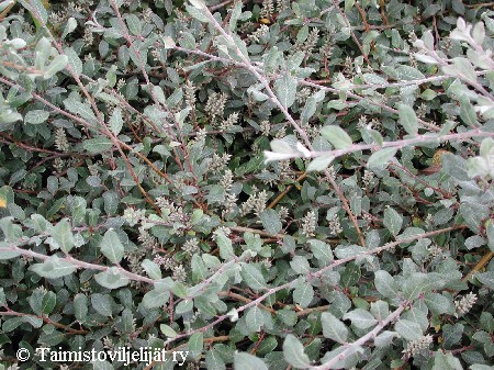 Salix glauca var. callicarpaea 'Haltia'